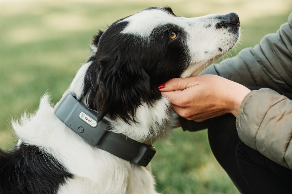 Border Collie looking at owner