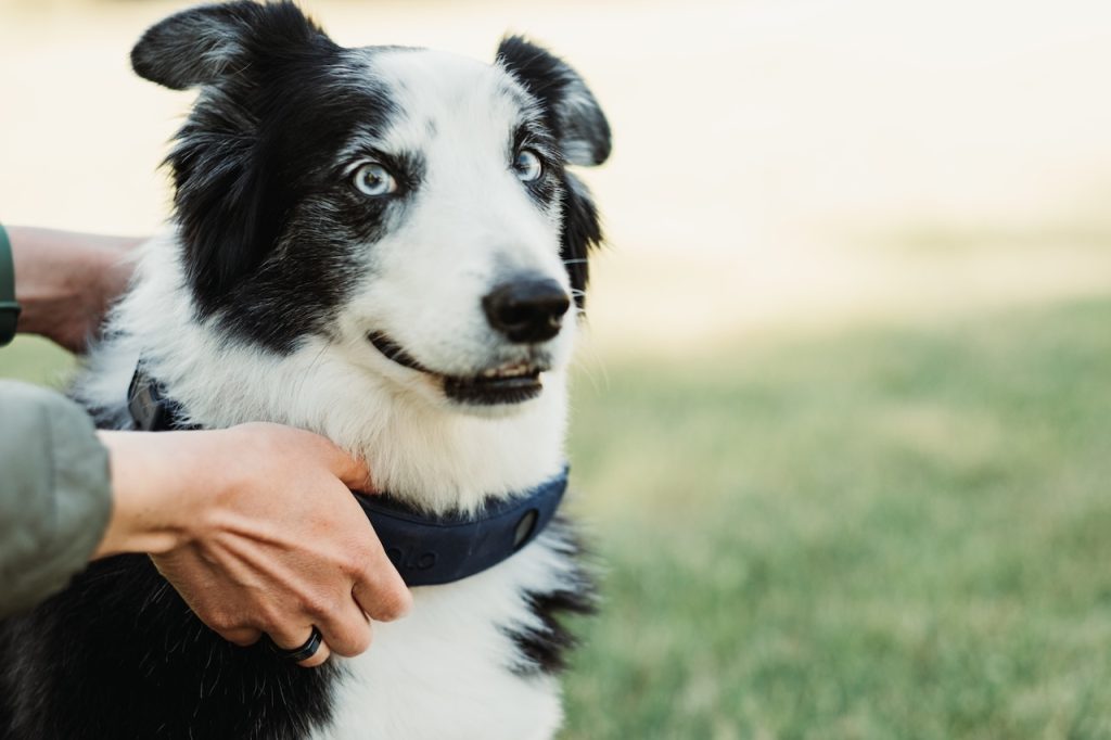 Border Collie wearing GPS collar